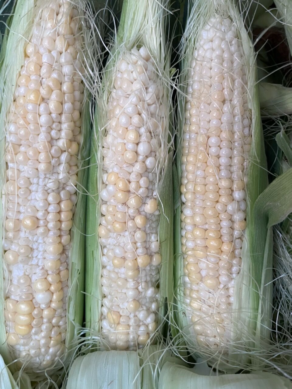 Corn pollination issues